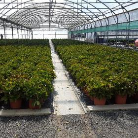 Réalisation de travaux d'horticulture à Angers